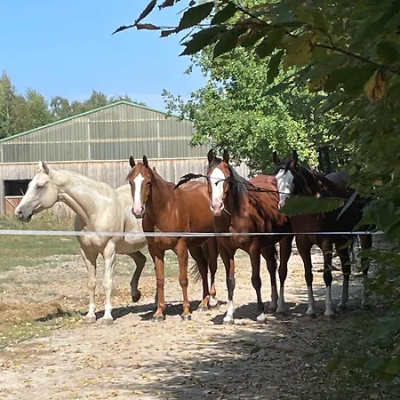Ranczo Palomino